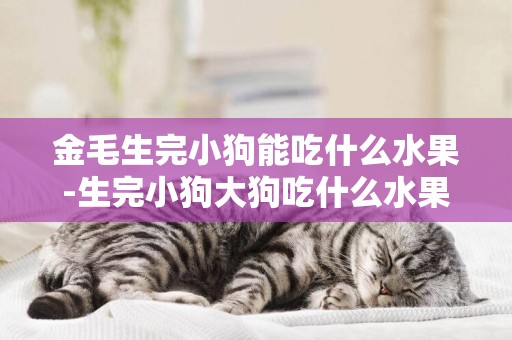 金毛生完小狗能吃什么水果-生完小狗大狗吃什么水果