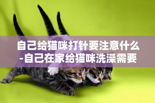 自己給貓咪打針要注意什么-自己在家給貓咪洗澡需要注意什么