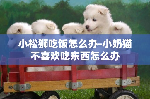 小松獅吃飯怎么辦-小奶貓不喜歡吃東西怎么辦