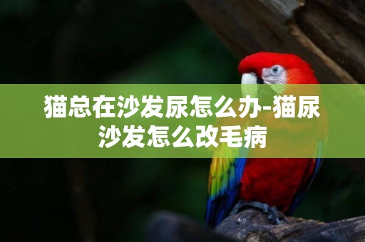 貓總在沙發尿怎么辦-貓尿沙發怎么改毛病