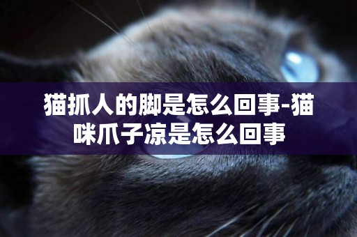 貓抓人的腳是怎么回事-貓咪爪子涼是怎么回事