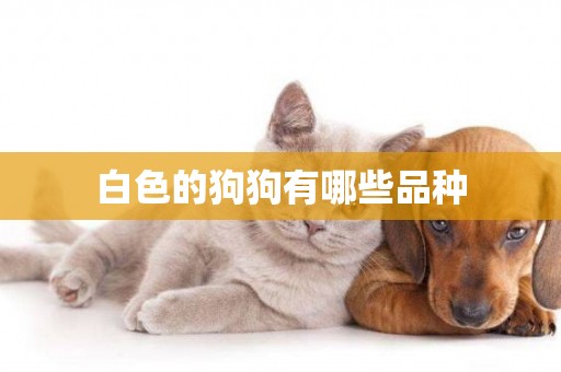 白色的狗狗有哪些品種
