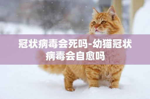 冠狀病毒會死嗎-幼貓冠狀病毒會自愈嗎