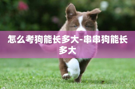 怎么考狗能長多大-串串狗能長多大