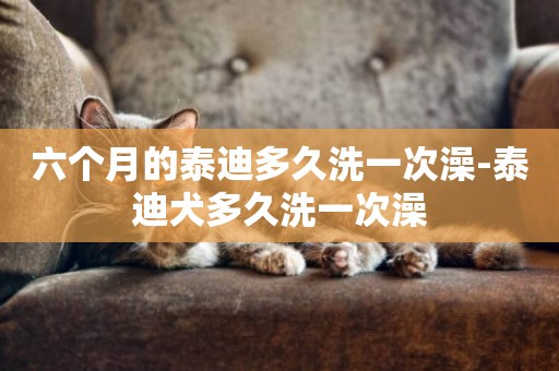 六個月的泰迪多久洗一次澡-泰迪犬多久洗一次澡