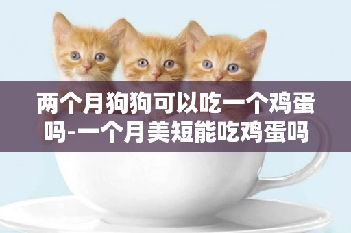 兩個月狗狗可以吃一個雞蛋嗎-一個月美短能吃雞蛋嗎