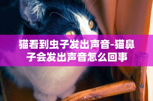 貓看到蟲子發出聲音-貓鼻子會發出聲音怎么回事