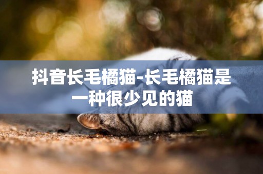 抖音長毛橘貓-長毛橘貓是一種很少見的貓