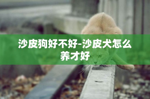 沙皮狗好不好-沙皮犬怎么養才好