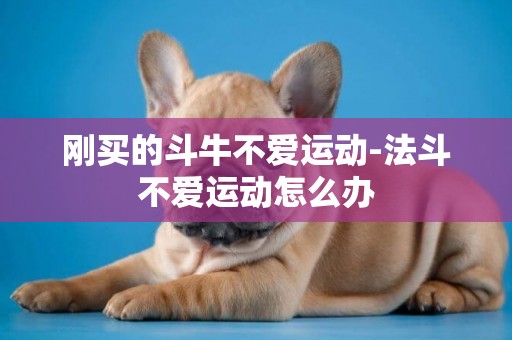 剛買的斗牛不愛運動-法斗不愛運動怎么辦