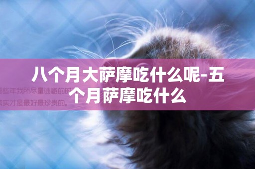 八個月大薩摩吃什么呢-五個月薩摩吃什么