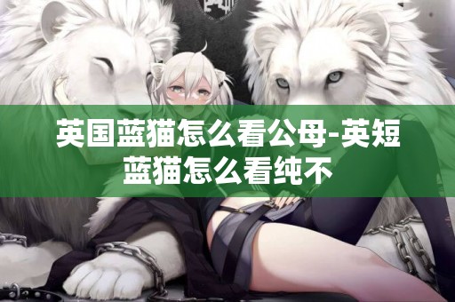 英國藍貓怎么看公母-英短藍貓怎么看純不