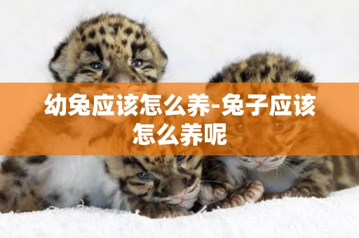 幼兔應該怎么養-兔子應該怎么養呢