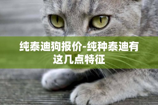 純泰迪狗報價-純種泰迪有這幾點特征
