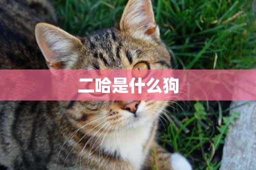 二哈是什么狗