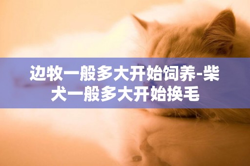 邊牧一般多大開始飼養-柴犬一般多大開始換毛