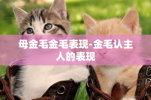 母金毛金毛表現-金毛認主人的表現