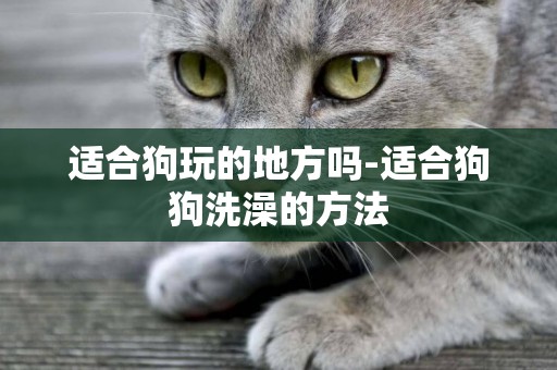 適合狗玩的地方嗎-適合狗狗洗澡的方法