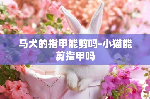 馬犬的指甲能剪嗎-小貓能剪指甲嗎