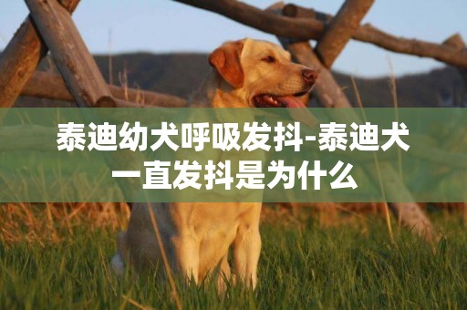 泰迪幼犬呼吸發抖-泰迪犬一直發抖是為什么