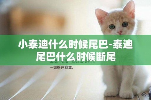 小泰迪什么時候尾巴-泰迪尾巴什么時候斷尾