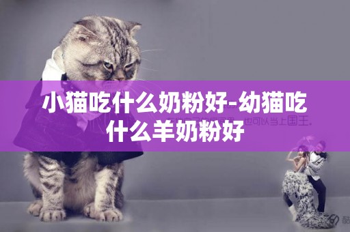 小貓吃什么奶粉好-幼貓吃什么羊奶粉好