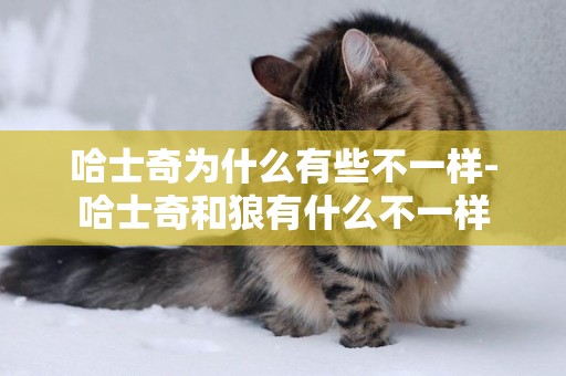 哈士奇為什么有些不一樣-哈士奇和狼有什么不一樣