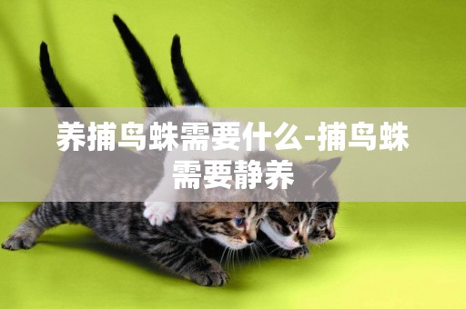 養捕鳥蛛需要什么-捕鳥蛛需要靜養