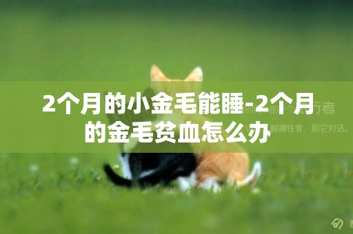 2個月的小金毛能睡-2個月的金毛貧血怎么辦