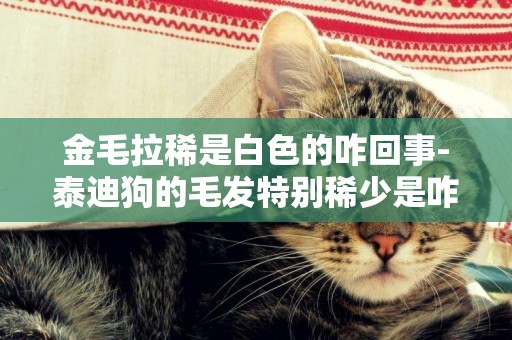 金毛拉稀是白色的咋回事-泰迪狗的毛發特別稀少是咋回事