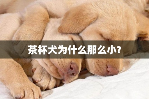 茶杯犬為什么那么小?
