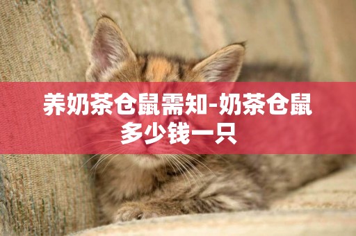 養奶茶倉鼠需知-奶茶倉鼠多少錢一只