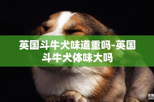 英國斗牛犬味道重嗎-英國斗牛犬體味大嗎