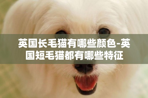 英國長毛貓有哪些顏色-英國短毛貓都有哪些特征