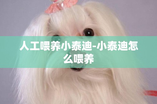 人工喂養小泰迪-小泰迪怎么喂養