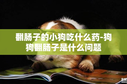 翻腸子的小狗吃什么藥-狗狗翻腸子是什么問題