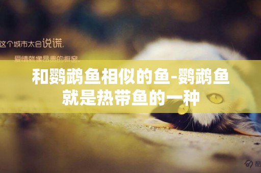 和鸚鵡魚相似的魚-鸚鵡魚就是熱帶魚的一種
