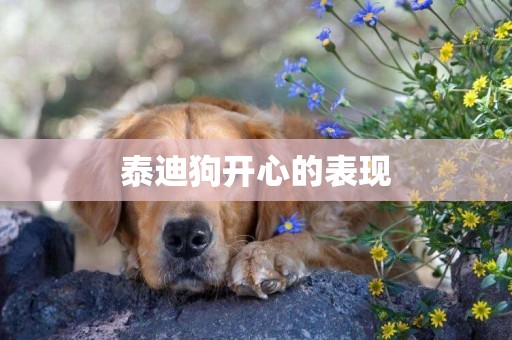 泰迪狗開心的表現