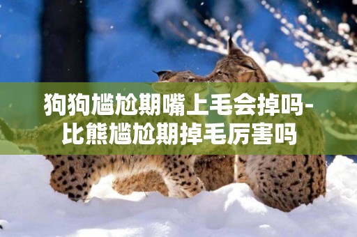 狗狗尷尬期嘴上毛會掉嗎-比熊尷尬期掉毛厲害嗎