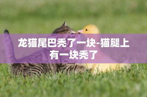 龍貓尾巴禿了一塊-貓腿上有一塊禿了
