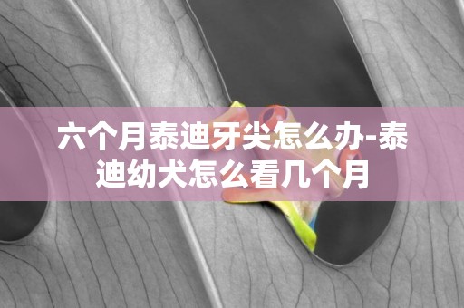 六個月泰迪牙尖怎么辦-泰迪幼犬怎么看幾個月