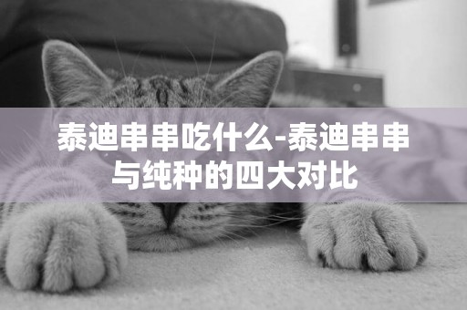 泰迪串串吃什么-泰迪串串與純種的四大對比