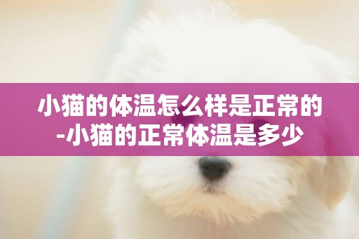 小貓的體溫怎么樣是正常的-小貓的正常體溫是多少