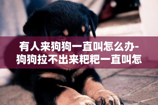 有人來狗狗一直叫怎么辦-狗狗拉不出來粑粑一直叫怎么辦