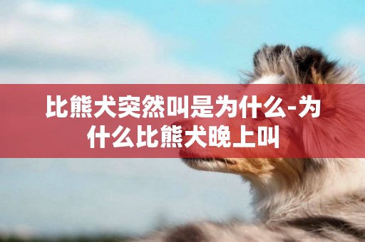 比熊犬突然叫是為什么-為什么比熊犬晚上叫