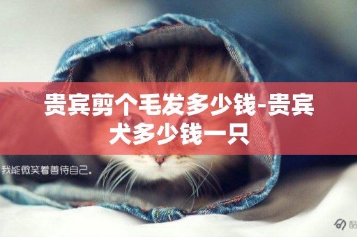 貴賓剪個毛發多少錢-貴賓犬多少錢一只