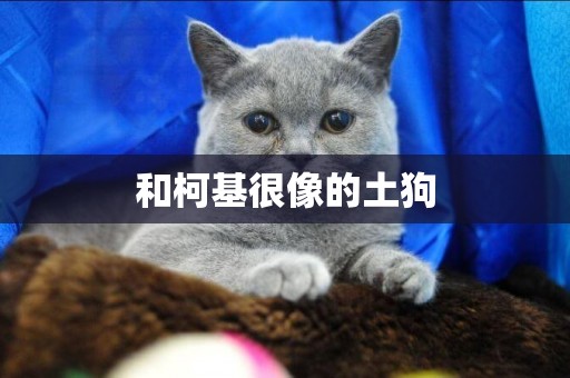 和柯基很像的土狗