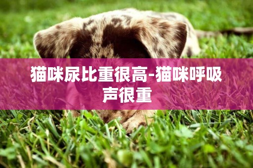 貓咪尿比重很高-貓咪呼吸聲很重