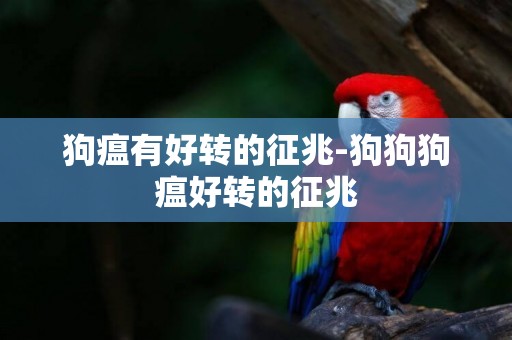 狗瘟有好轉的征兆-狗狗狗瘟好轉的征兆