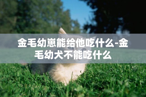金毛幼崽能給他吃什么-金毛幼犬不能吃什么